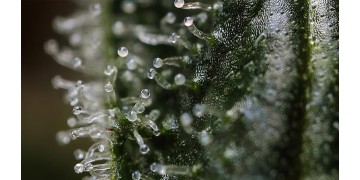 Трихомы на растении марихуаны