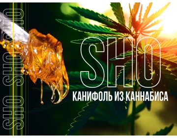Что такое SHO? Канифоль из марихуаны