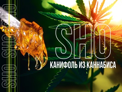 Что такое SHO? Канифоль из марихуаны