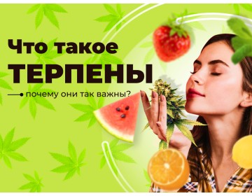 Что такое терпены и почему они так важны?