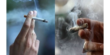 Что вреднее: конопля или табак?