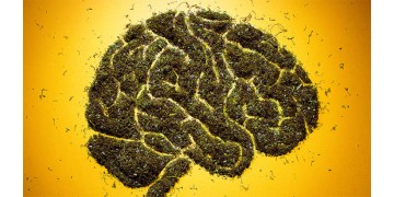 Влияние марихуаны на мозг