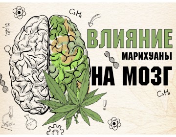 Влияние марихуаны на мозг: плюсы и минусы